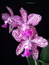 Cattleya Orchidom Brabant Flamingo Child x C.Caudebec  Breckinridge